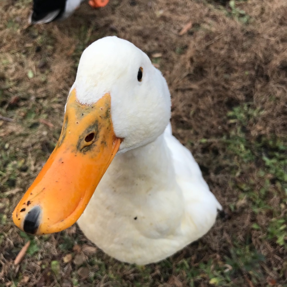 Meet your Posher, Mo